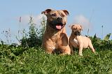 AMSTAFF  ADULT & PUPPIES 077